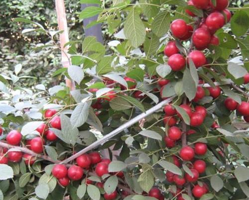 山林里的“红灯笼”，曾经掉落一地没人捡，现在农民种植致富