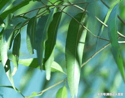 3个损害出现脸上,说明皮肤遭受螨虫摧残,只需用到2招可排空