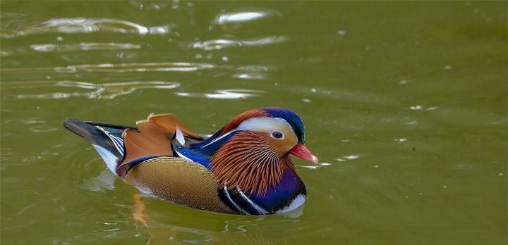 美国公园发现一对“中国鸟”,上千游人围观拍照,大呼美丽