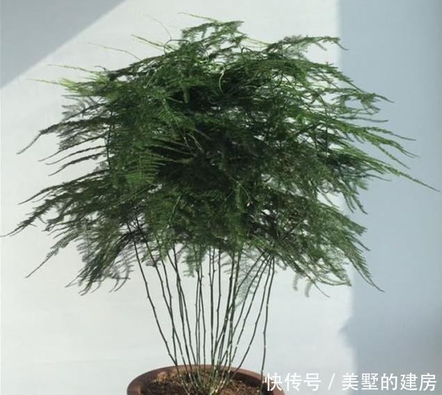  『拥有』这种“杀菌花”，家里摆一盆，养眼还养人，家人身体好，值得拥有