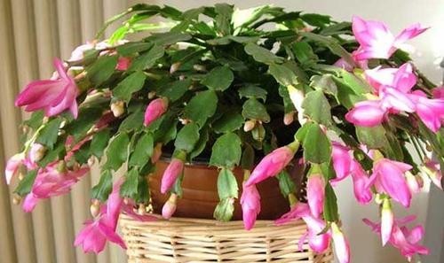 #长寿花#3种花,有个阳台就能养,盆越小开花越多,轻松开成花园
