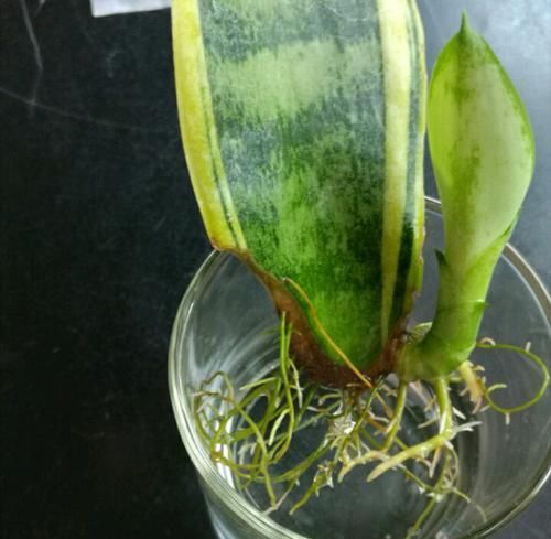 入水中■水培虎皮兰有技巧,不重视3点,水培再多也是徒劳