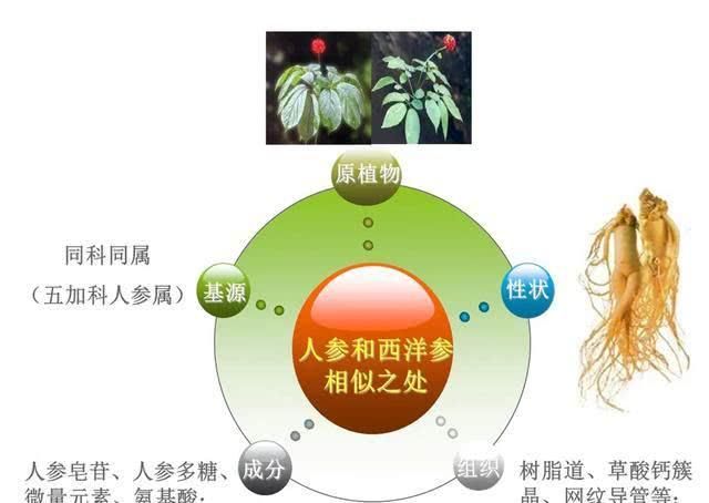  #选择#人参or西洋参，如何选择？