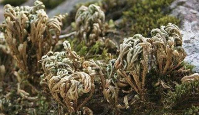  崖边|崖边的一种“野草”叫“紫花地丁”，拔掉一根少一根，很珍