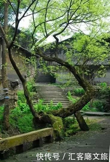 “五一”重庆慢时光，木洞10万㎡格桑花开，孤岛绿草成海！