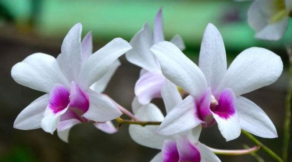  #家养#家养五种花,花开一丛丛,繁花似锦,美如仙境!