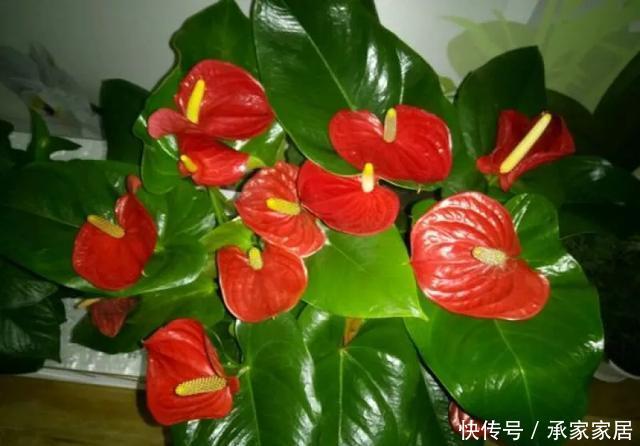 保活:养花小技巧:养花全靠1句话,100%保活!