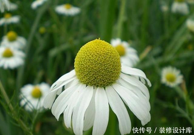 春天■适合春天种植的5种植物,既能赏花又能食用,有的还香气袭人