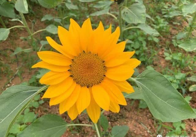  公园的向：超罕见白色、黑色向日葵！8千㎡花海！就藏在珠海市区！