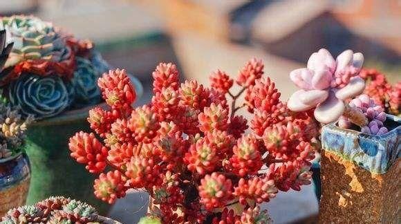  「入手」标致又美丽的多肉，一盆顶十盆，春天正好入手，剁手吧！