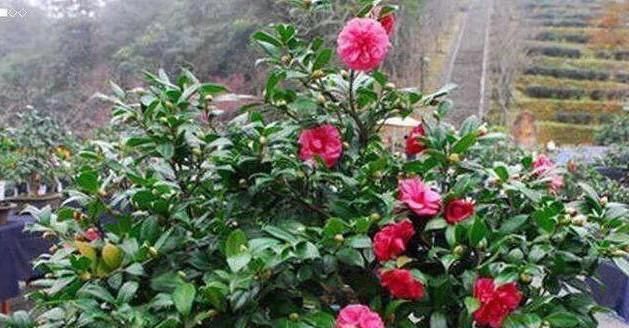  适合■大门前种1棵茶花树，耐寒耐热好养，花色艳丽，开花喜庆富贵