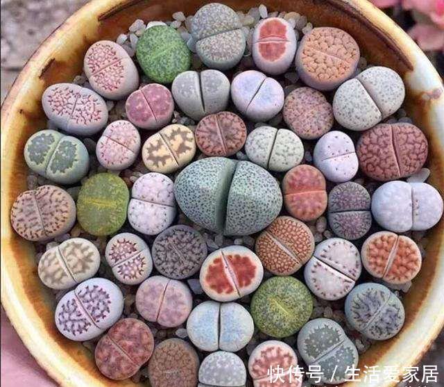  【观赏价值】花卉种植技术：小巧可爱的多肉石生花种类繁多，石生花品种介绍！