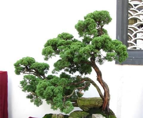  #海派#海派盆景的特点是怎么形成的？飘若淡然，恬静娴雅！