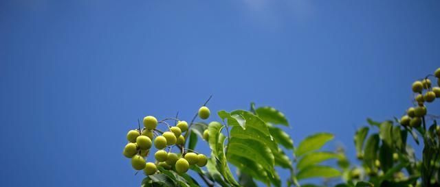  果实|楝树，原本农村很常见的一种乡土树种，为什么现在越来越少