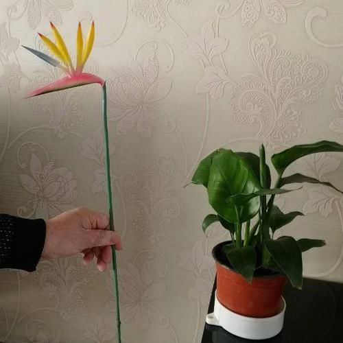  #花盆#室内盆栽：6种耐阴花，高端上档次，叶子越长越大！