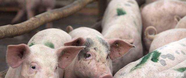 非洲猪瘟不会传染人，猪瘟肉为啥要全部被销毁专家给出了答案