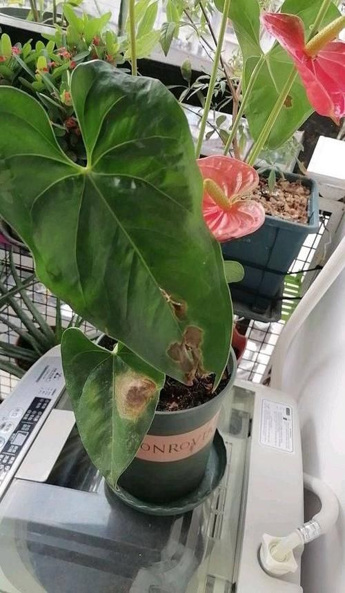  『红掌』红掌黄叶不开花，这“4项”导致，教你正确解决，叶子油绿开花多