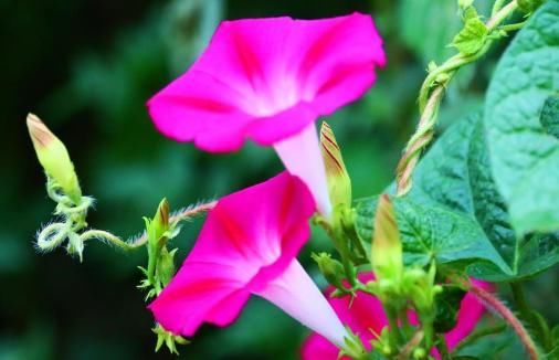 『夏季』阳台养上4种花,一年四季开花300多天,花大色艳,花开绚丽繁盛