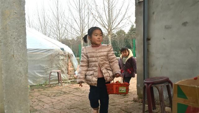  [草莓种植]农民种植草莓，春节期间生意火爆，采摘40元一斤，进棚随便吃