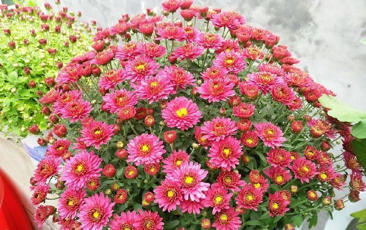 以下植物,四季开花不断,观赏价值高,还可做盆景,很值得拥有