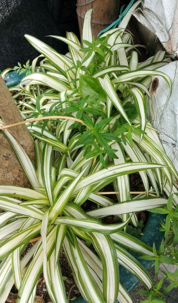  [植物]吊兰，文竹，发财树黄叶子，咔咔“剃光头”，两周绿叶长爆盆