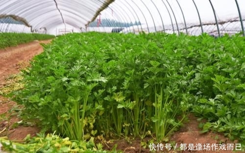  「老两口」农村人种植蔬菜，家家盖起了小洋楼，离不开一种人的