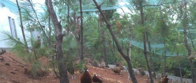  #野鸡#养殖周期仅4个月，一只卖120元，市场供不应求，农民：后