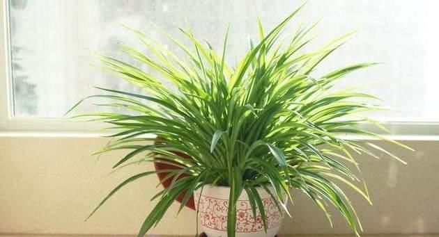  「植物」把这种植物养在卫生间, 不仅能净化空气, 还具有观赏价值