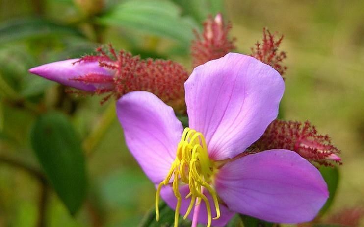  『花瓣』此花，花朵由五片花瓣组成，花色为玫瑰红色或粉红色。