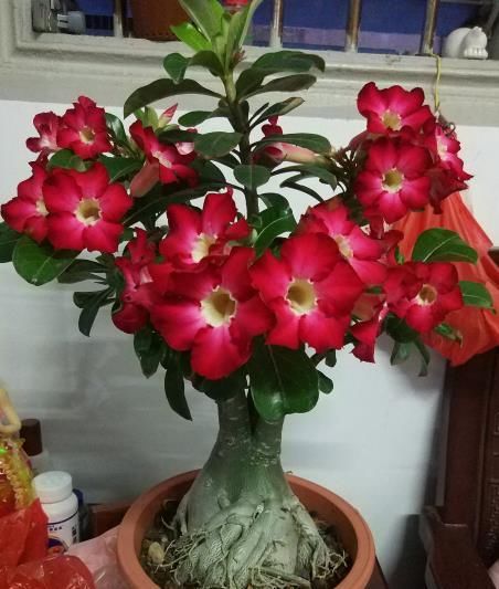  『适合』此盆栽植物超耐热，适合夏天栽培，花色美丽，花期长，还可做盆景