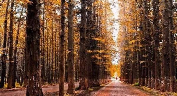 “高铁环游齐鲁”专享！鲁南高铁沿线40多家景区推出门票优惠