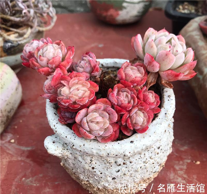  [喷水]多肉养护：“喷水”是绝招，养出“极品红”多肉，春节红红火火！