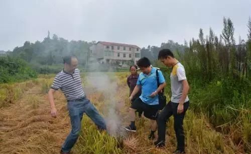 当初专家鼓励秸秆还田，现在弊端显现，农民气哭了：损失谁来负责