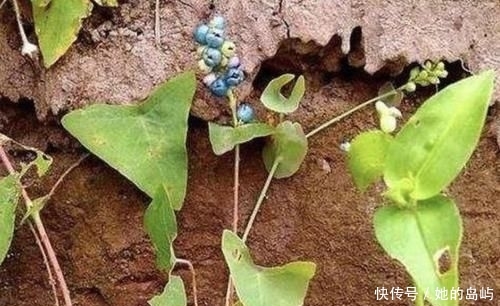  【三角形】路边有“1种野草”奇特，被称为“杠板归”，叶片三角形，珍贵！