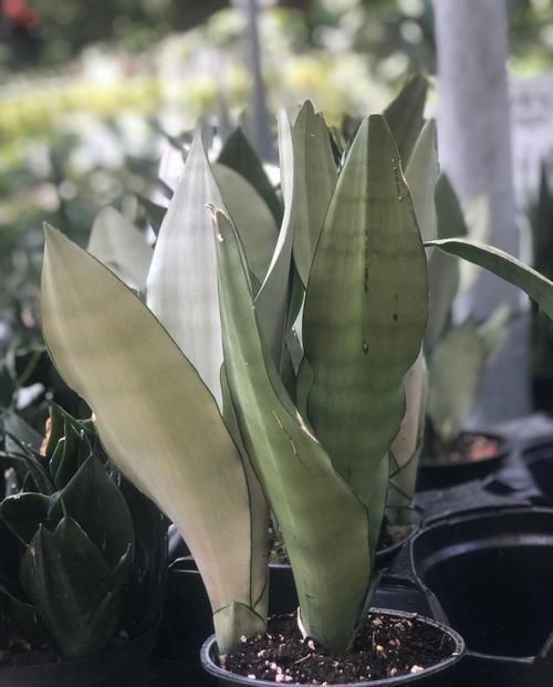  「观叶」几种适合养浴室和厨房的观叶植物，在灯光下养着，可保持叶子翠绿
