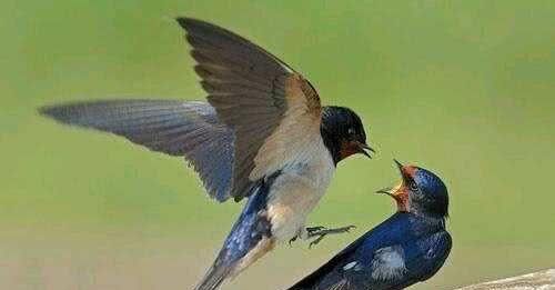 为什么燕子每年繁殖而不见数量增加？内行人“一语道破”