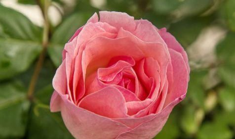  『种植』“吉普赛”花量超多，易爆盆，花色美丽，种植容易，盆栽养花选它