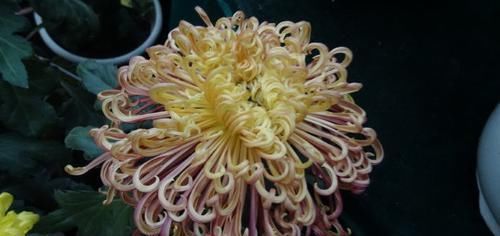  『喜欢』喜欢菊花，首选“菊中精品”盘龙佛光，似佛光普照，吉祥如意！