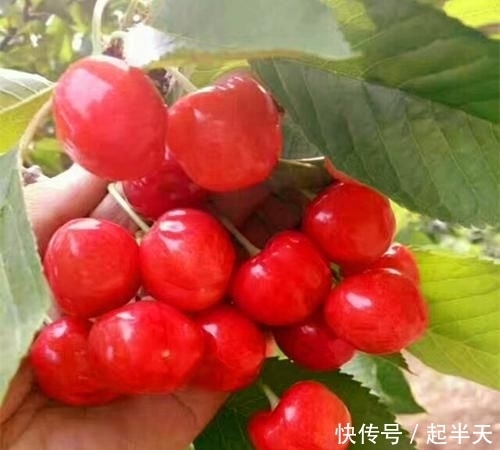  树苗盆栽：开春了，不管阳台大小！建议种这果苗，简单易活，果子随手摘
