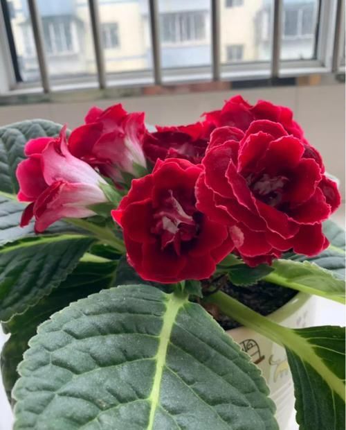  【对光照的需求】11种耐阴花，光不好也能嗖嗖长，开出2米大花墙！