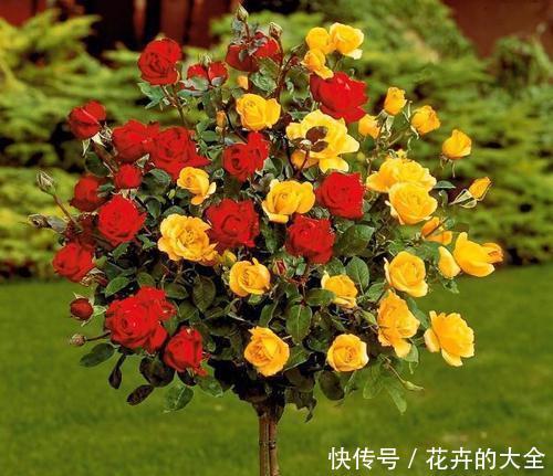  【可好】门前栽种2种花，喜庆又好看，沾土就能活，可好养了