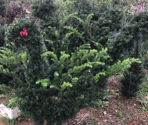  『浅根系』一夜蹿红的“网红植物”红豆杉，买了就扔？做好一步，能活几百年