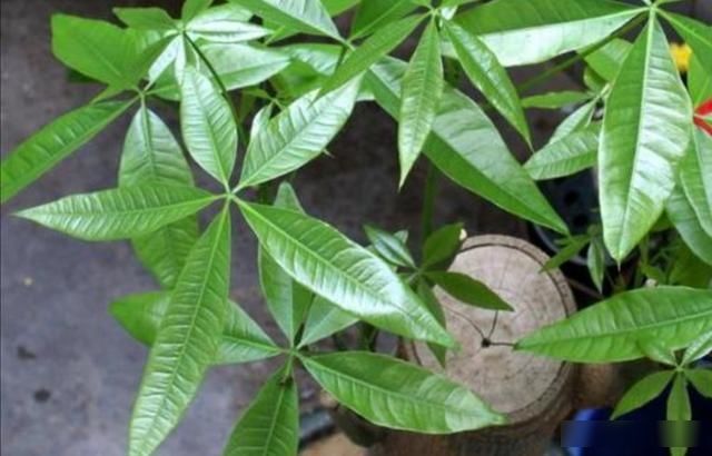  「光照」家里养发财树，不小心犯3种错误，植株易出现黄叶烂根