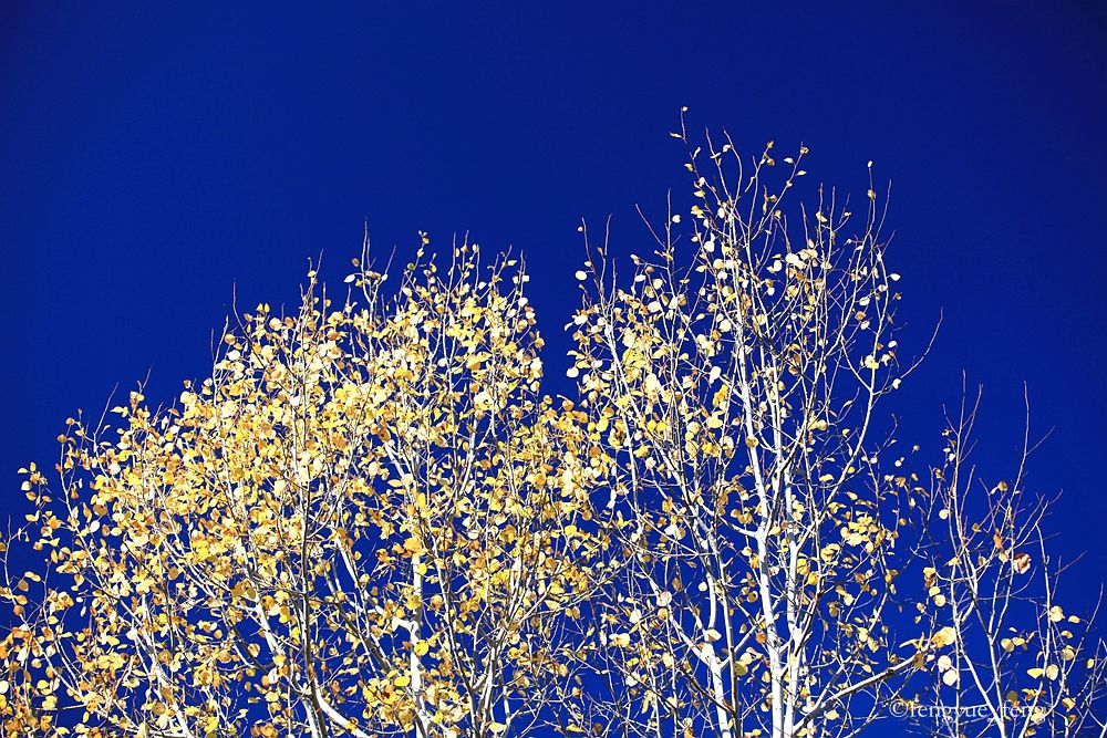 大兴安岭特大火灾澳洲火灾