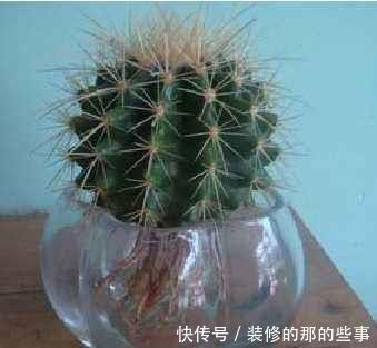  「呼呼」把仙人球扔水里，呼呼长得更肥美，光是赏根就看呆了！