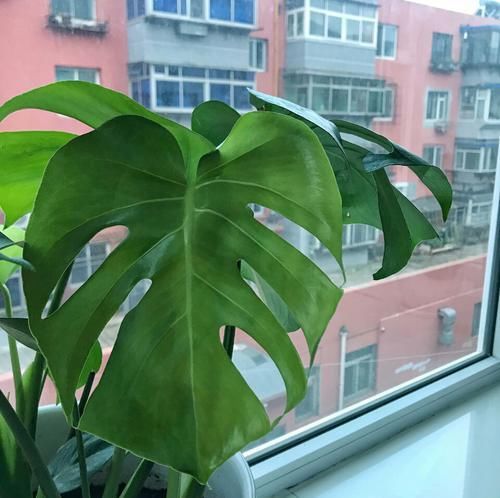  「养护」龟背竹烂根和晒伤的区别，晒伤换个位置，喝点啤酒，叶绿油比盆大