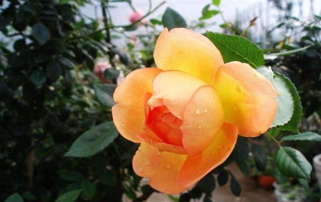 机器:3种花是“开花机器”,开花就爆盆,好养易活很漂亮,很适合新手