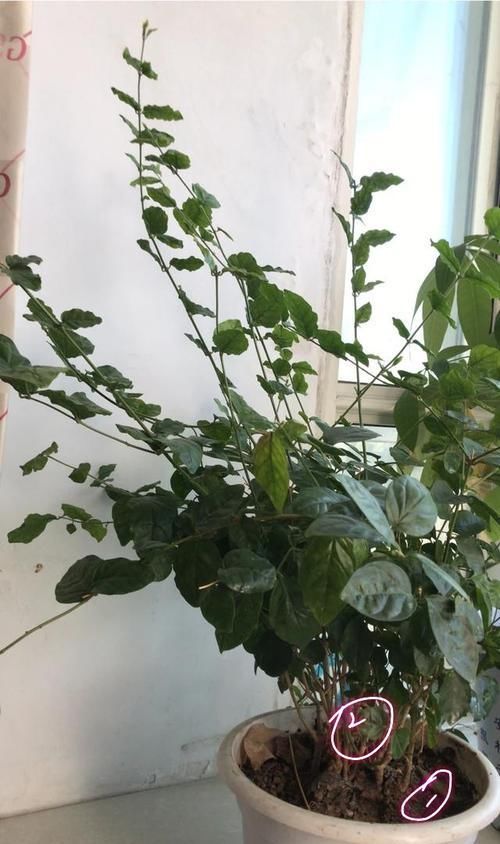  【调节酸碱度】茉莉花在25度的地暖房中枝条疯长可以修剪吗？茉莉花的花期是多久