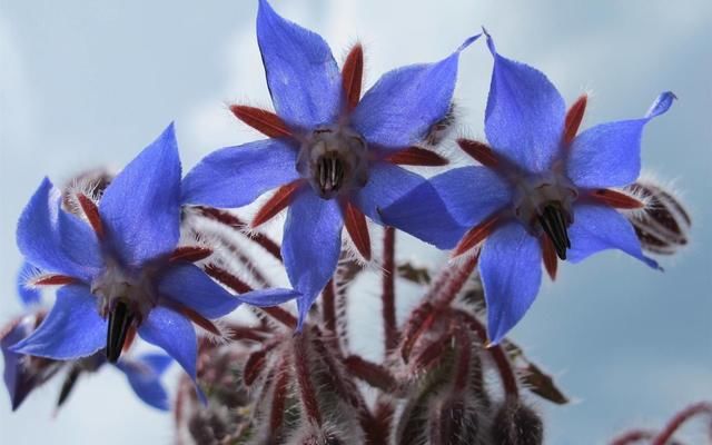  「琉璃」爱上“琉璃苣”女孩？原来真的有这植物，模样果真清纯动人