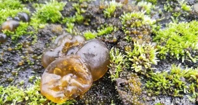 下雨后才有的野菜，农民称它“神菜”“天菜”，第一眼像“鼻涕”